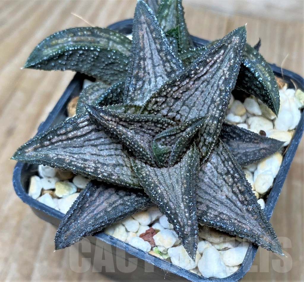 SHPR16249 Haworthia ‘Kintaikyo’