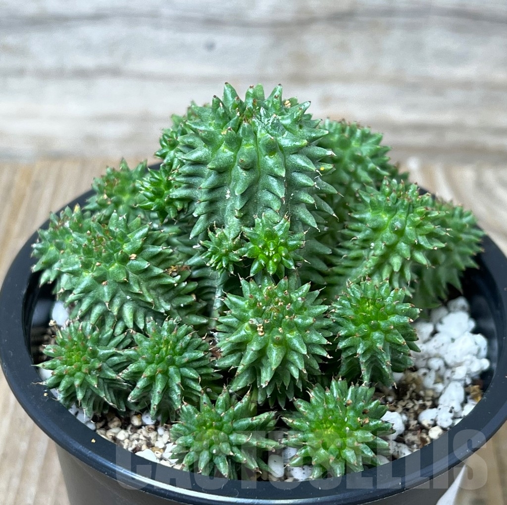 SHPR16282 Euphorbia susannae