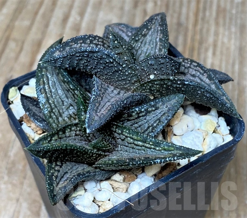 SHPR16249 Haworthia ‘Kintaikyo’ - immagine 2