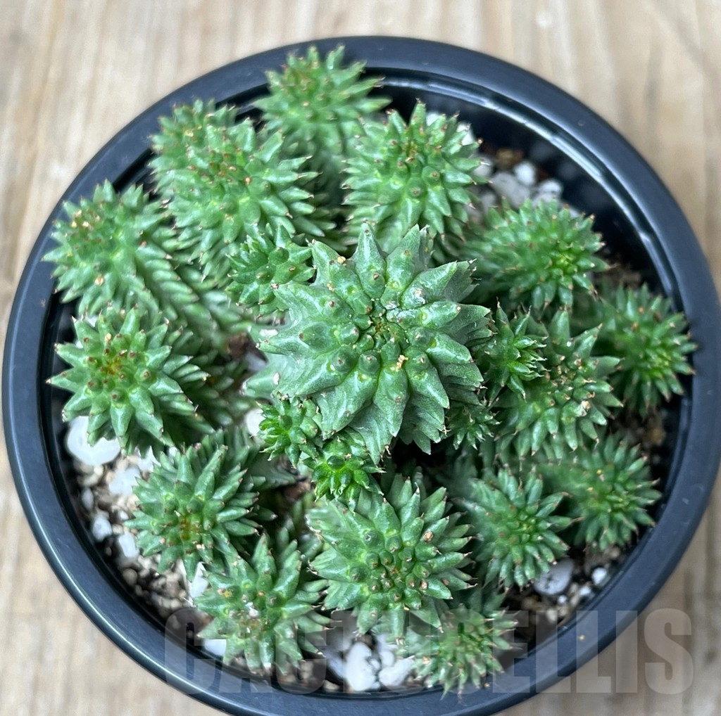 SHPR16282 Euphorbia susannae - Image 2