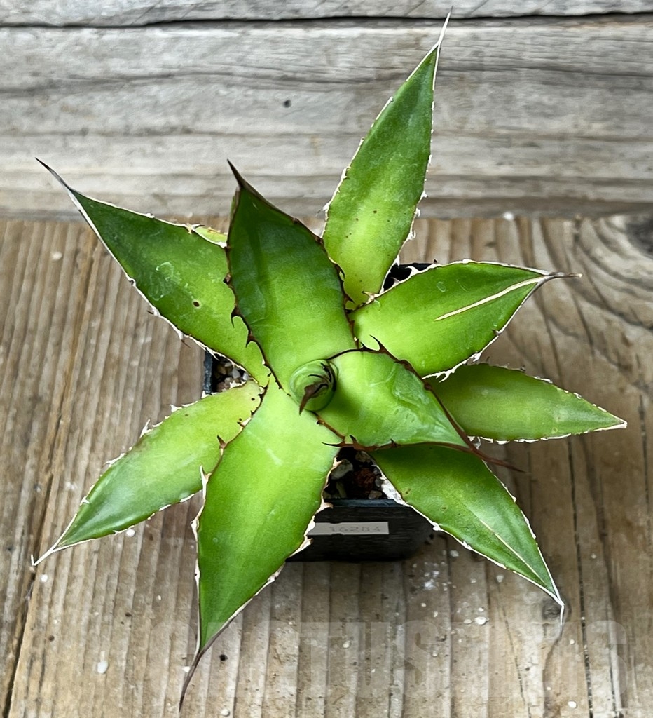 SHPR16284 Agave horrida ssp. horrida - Image 2