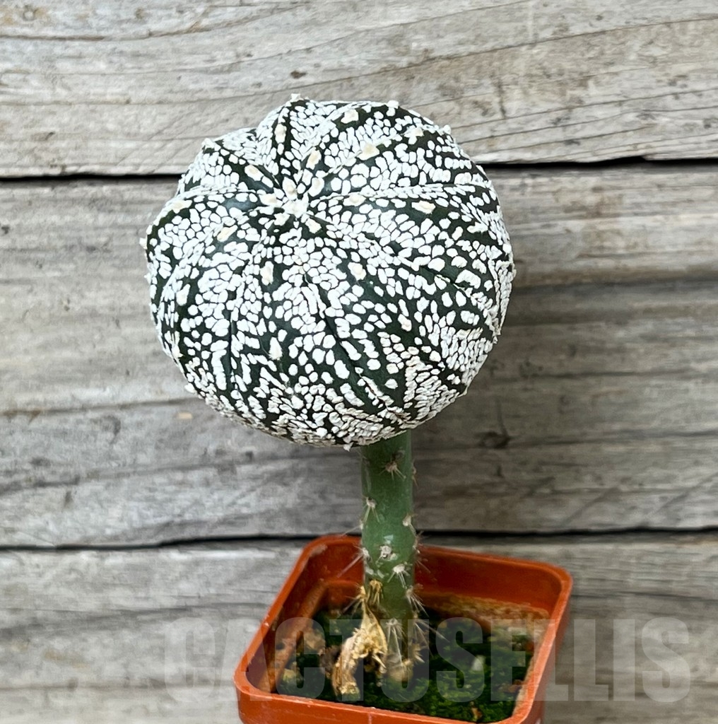 SHPR16285 Astrophytum 'Super Kabuto', grafted - Image 2