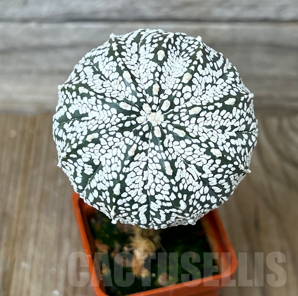 SHPR16285 Astrophytum 'Super Kabuto', grafted