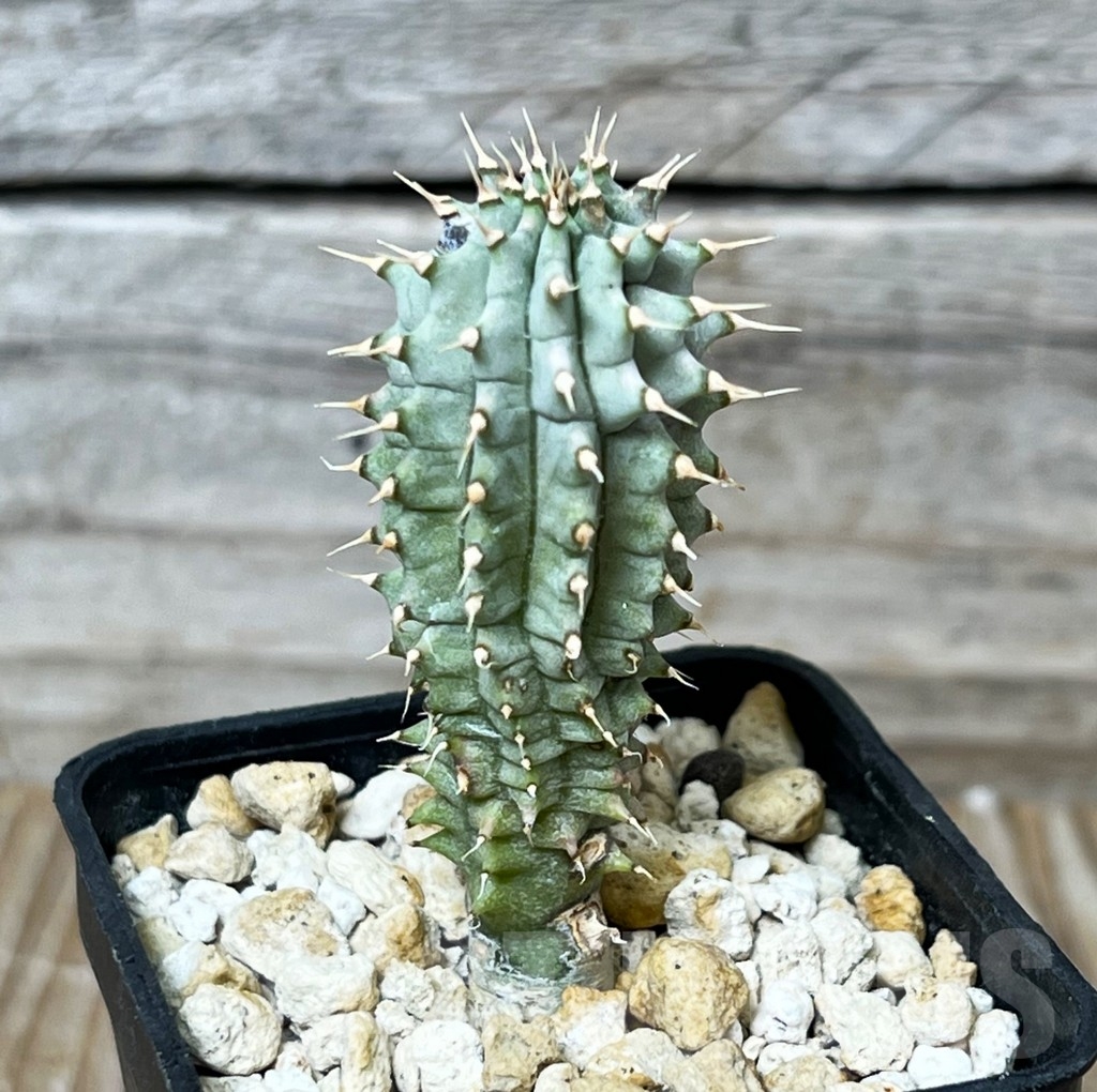 SHPR16286 Hoodia gordonii - Imagen 3