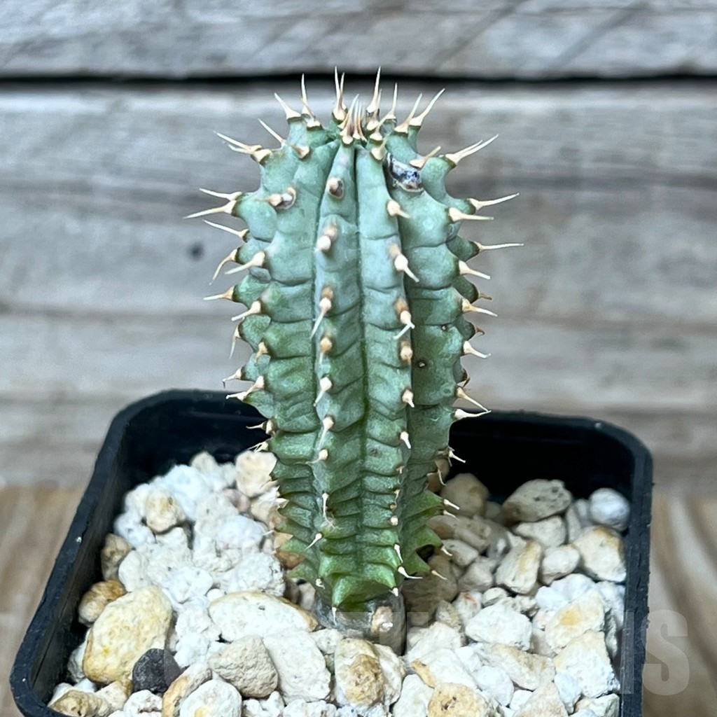 SHPR16286 Hoodia gordonii