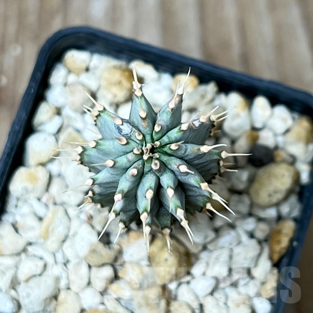 SHPR16286 Hoodia gordonii - Imagen 2