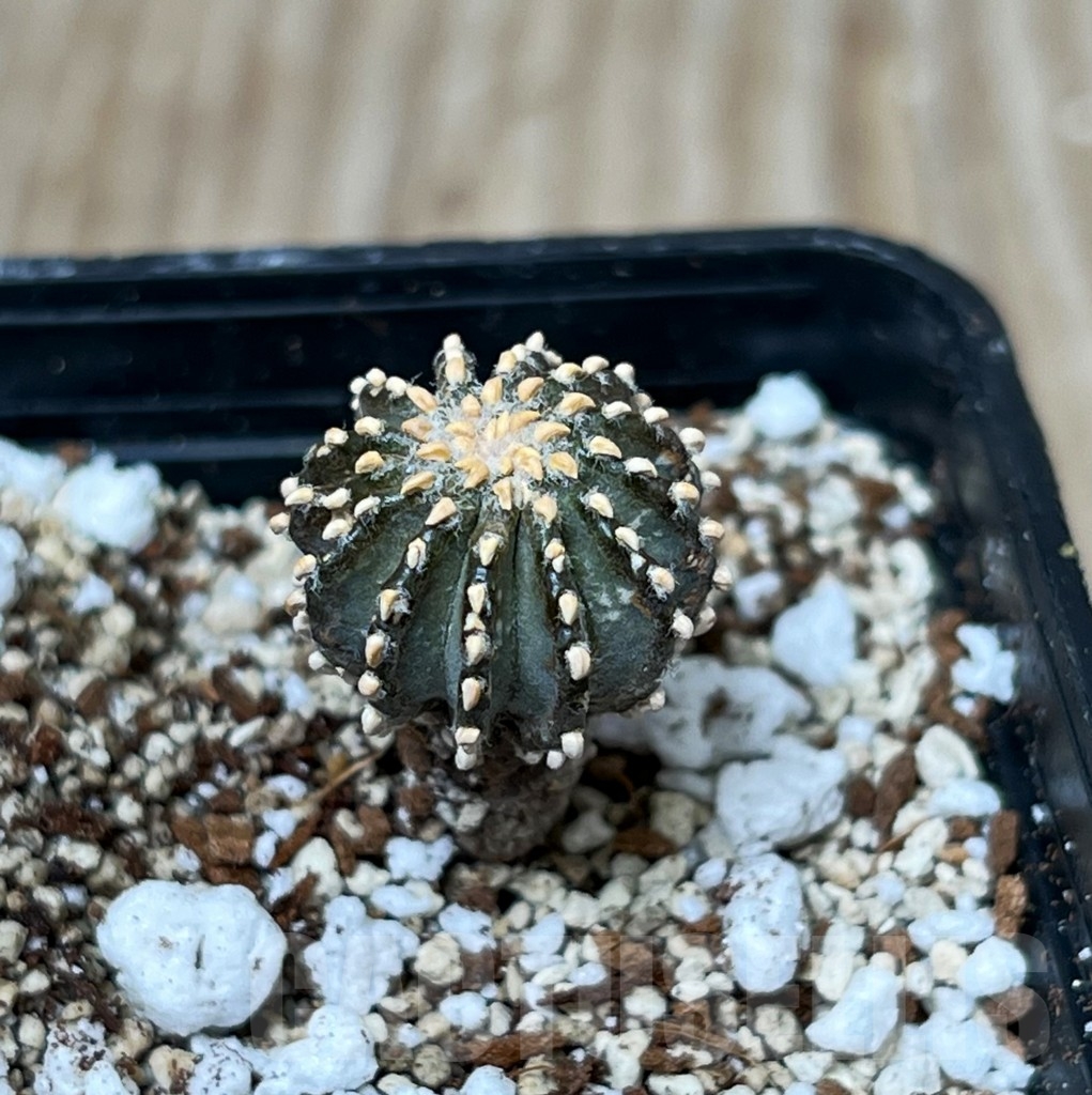 SHPR16289 Geohintonia mexicana GCG 9764