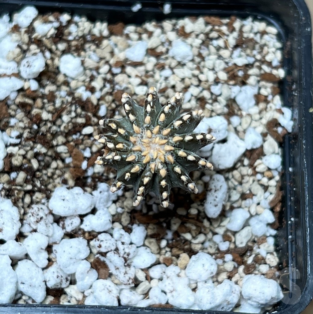 SHPR16289 Geohintonia mexicana GCG 9764 - Obrázek 2