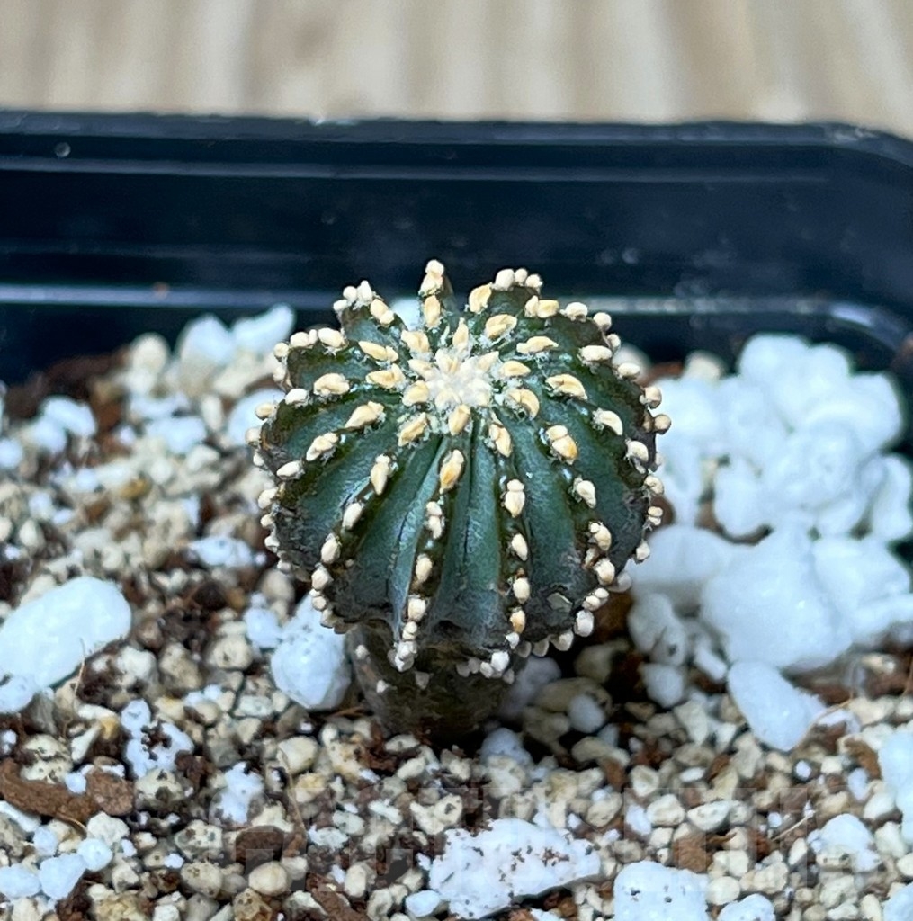 SHPR16290 Geohintonia mexicana GCG 9764