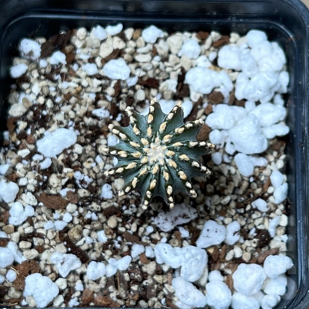 SHPR16290 Geohintonia mexicana GCG 9764 - Image 2