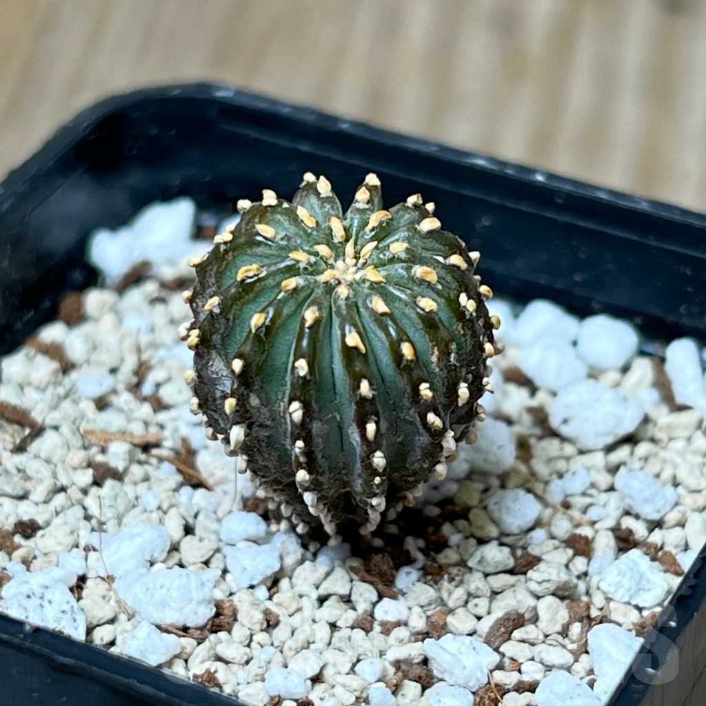 SHPR16291 Geohintonia mexicana GCG 9764