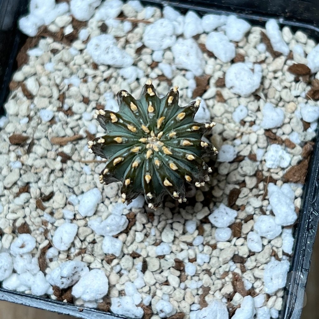 SHPR16291 Geohintonia mexicana GCG 9764 - Image 2