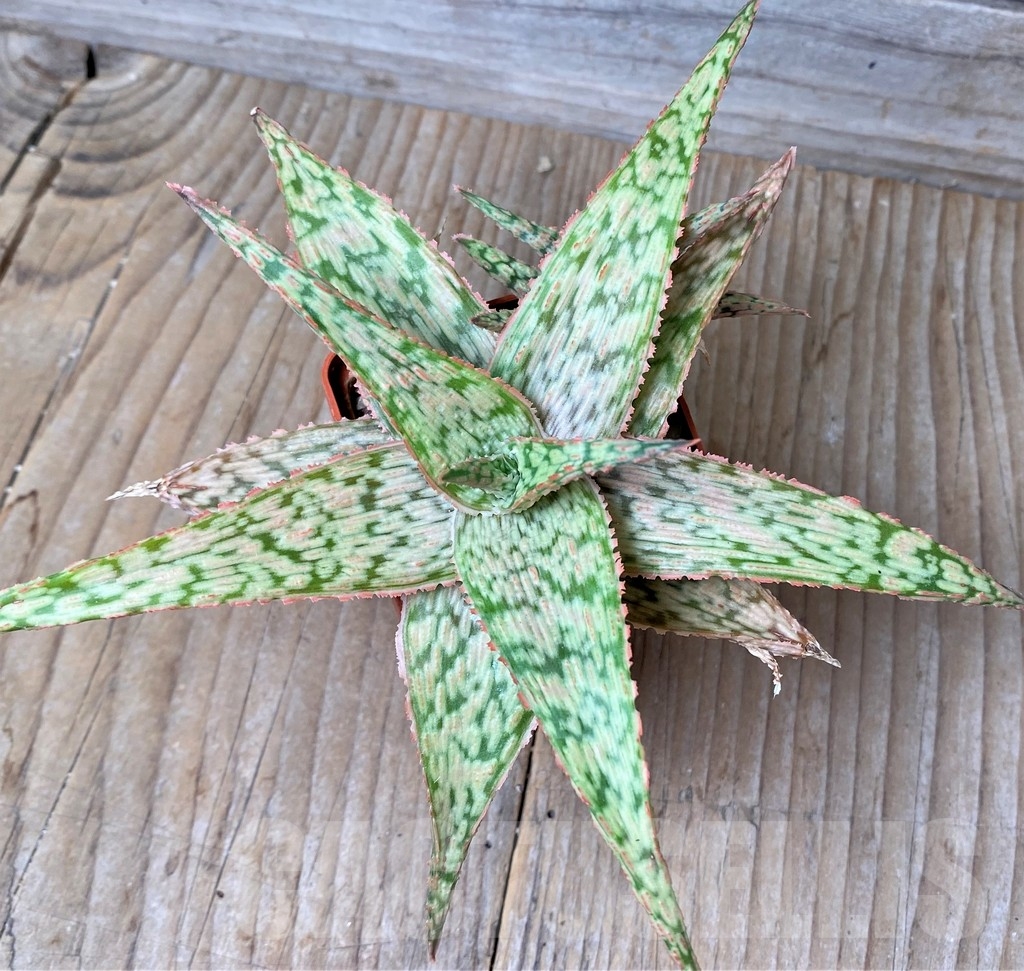 SHPR16257 Aloe 'Delta Lights' - Image 2