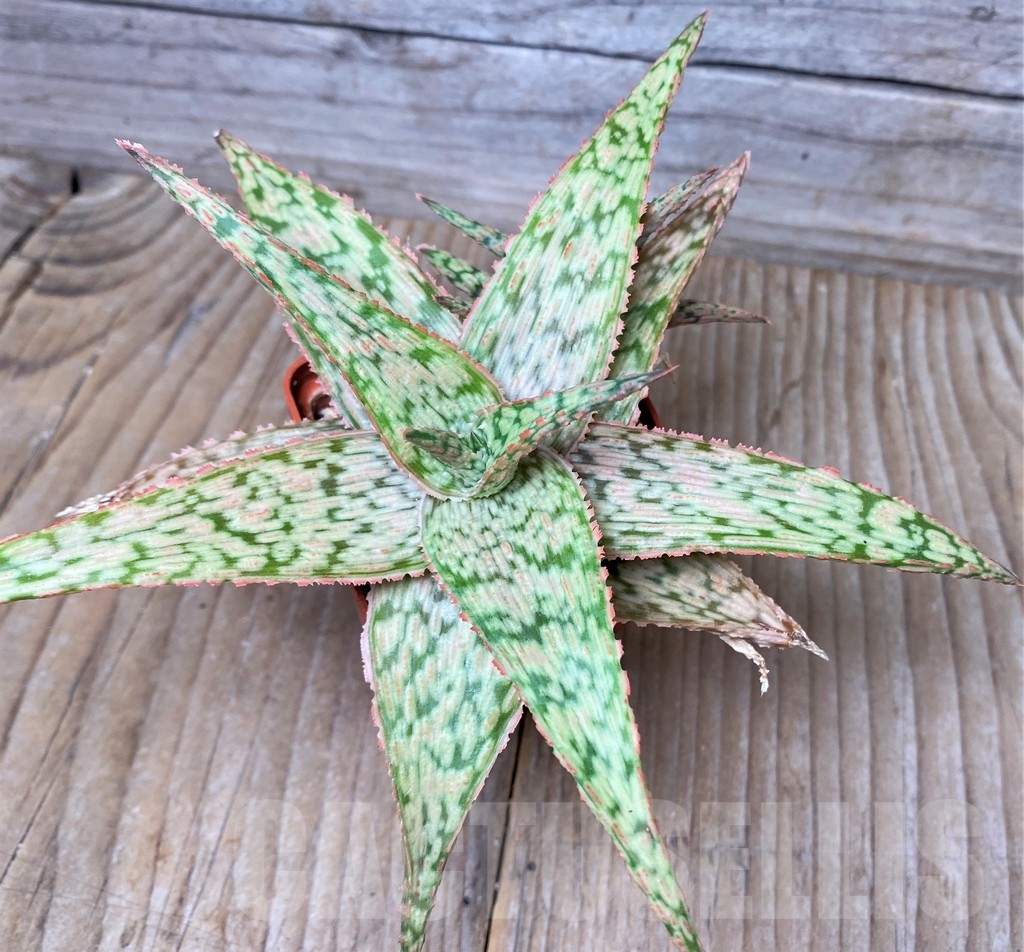 SHPR16257 Aloe 'Delta Lights'