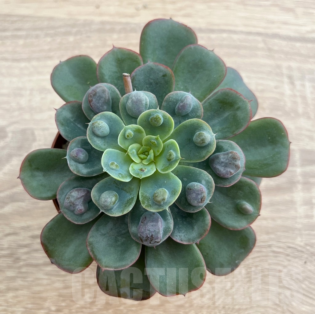 SHPR16198 Echeveria 'Rain Drops'