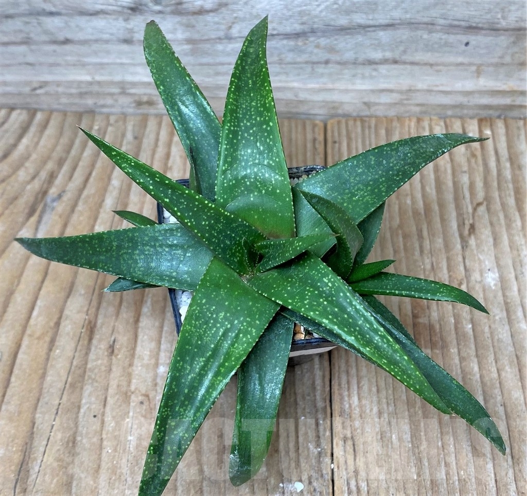 SHPR16259 Aloe 'Vito' x Gasteria armstrongii, seedling - Image 2