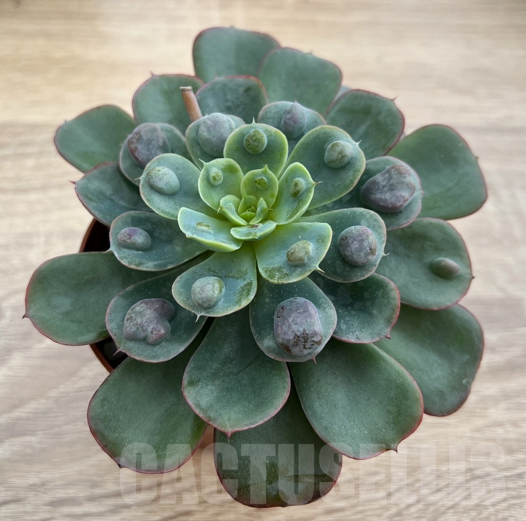 SHPR16198 Echeveria 'Rain Drops' - Image 2