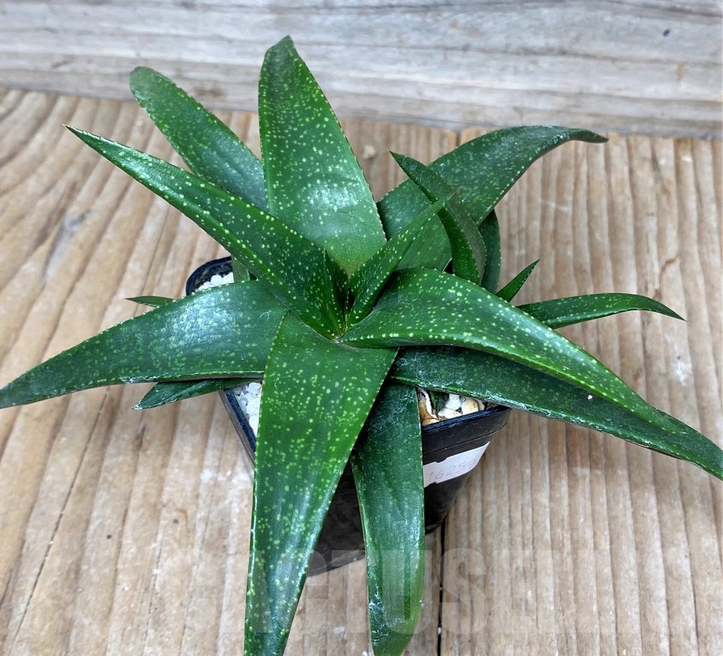 SHPR16259 Aloe 'Vito' x Gasteria armstrongii, seedling