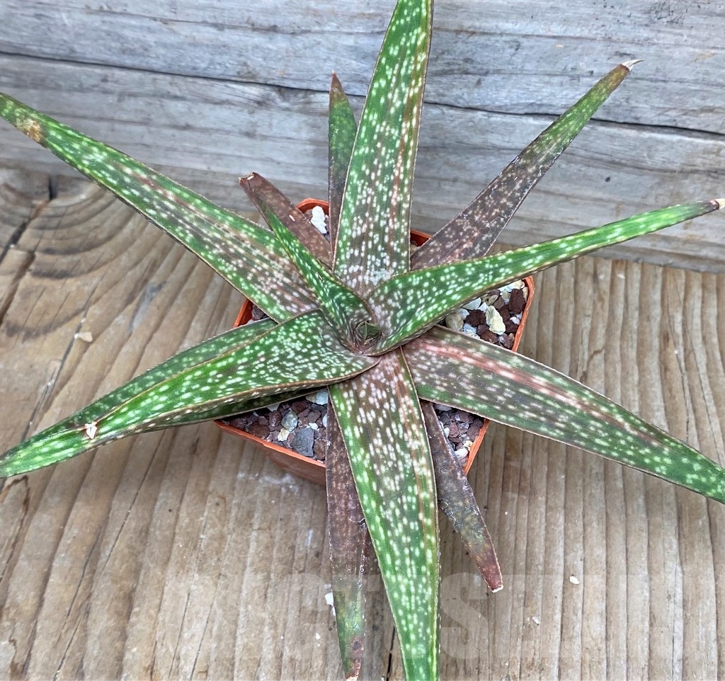 SHPR16261 Aloe 'Vito' x Gasteria armstrongii, seedling
