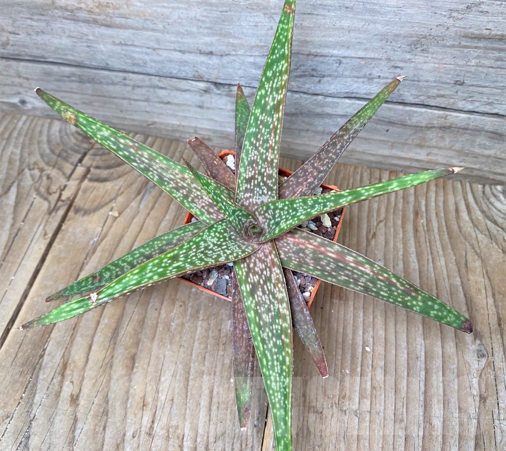 SHPR16261 Aloe 'Vito' x Gasteria armstrongii, seedling - Image 2