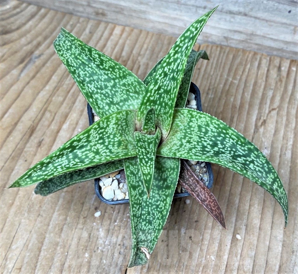 SHPR16262 Aloe 'Vito' x Gasteria armstrongii, seedling