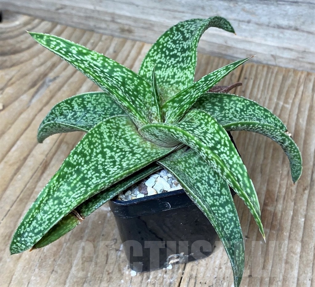 SHPR16262 Aloe 'Vito' x Gasteria armstrongii, seedling - Image 2