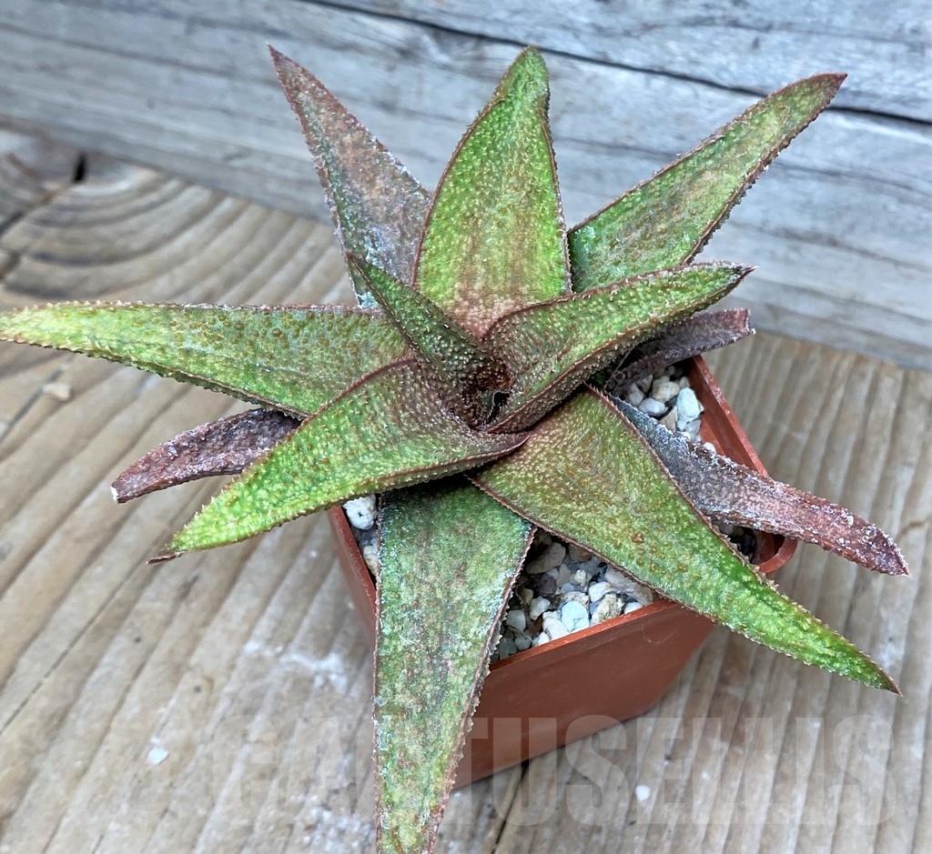 SHPR16263 Aloe 'Vito' x Gasteria armstrongii, seedling - immagine 2