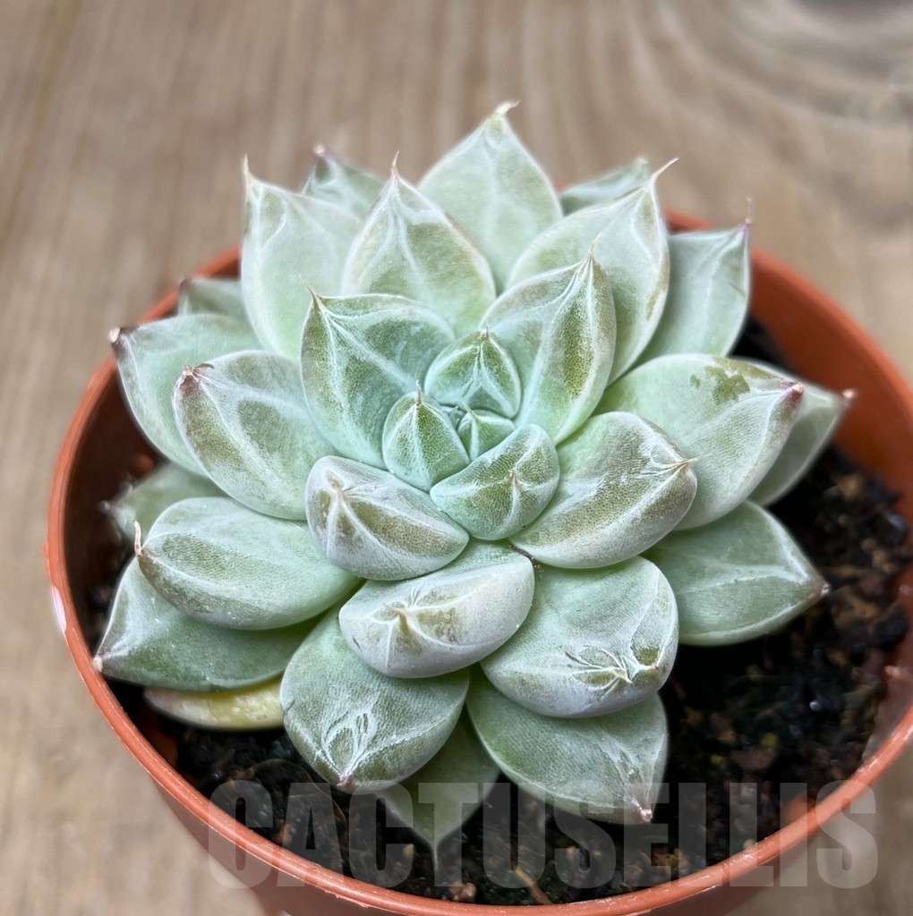 SHPR16205 Echeveria tolimanensis hybrid