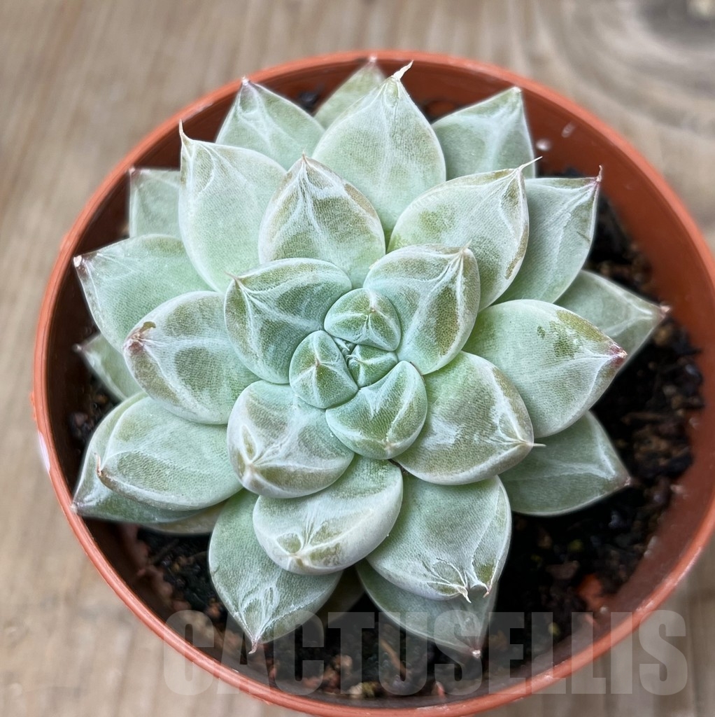 SHPR16205 Echeveria tolimanensis hybrid - Obrázek 2