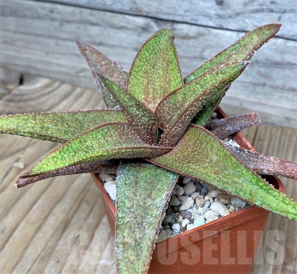 SHPR16263 Aloe 'Vito' x Gasteria armstrongii, seedling
