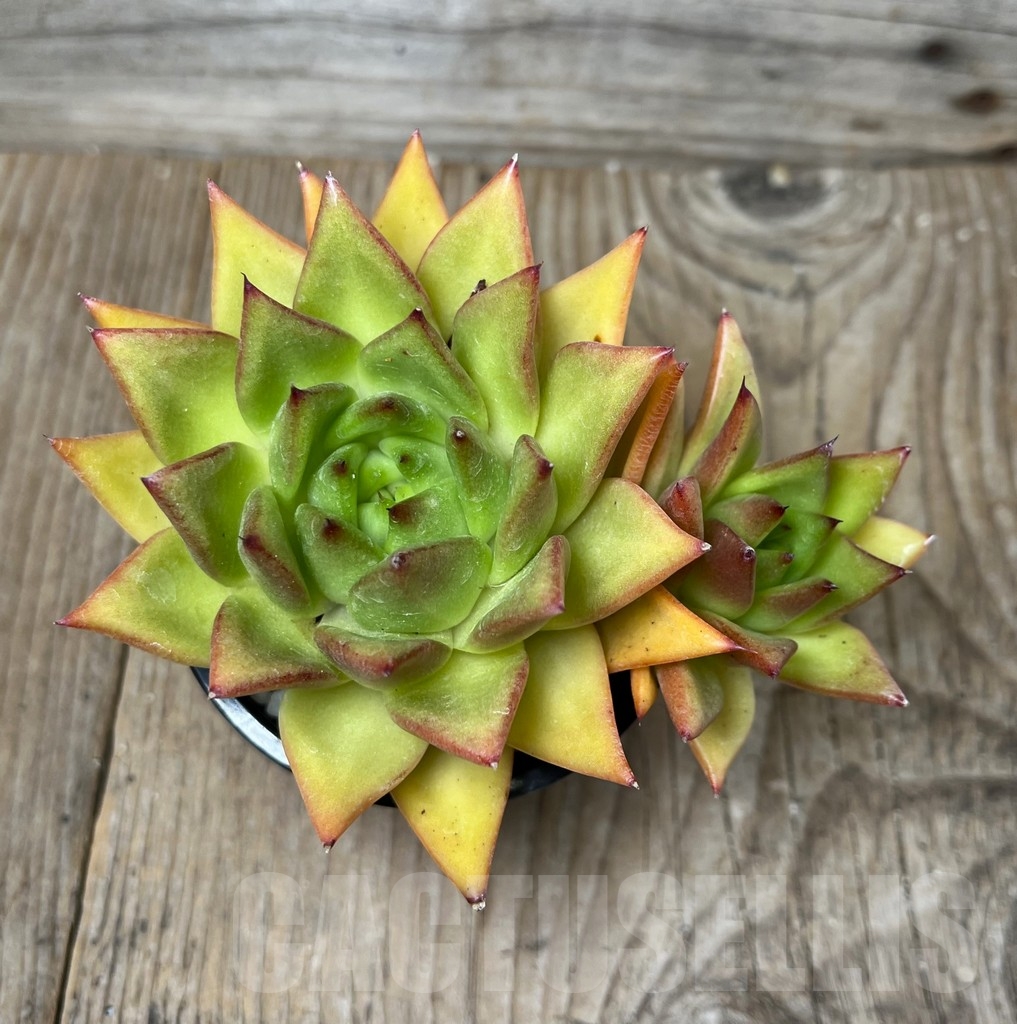 SHPR16207 Echeveria agavoides 'Lipstick' - Зображення 2