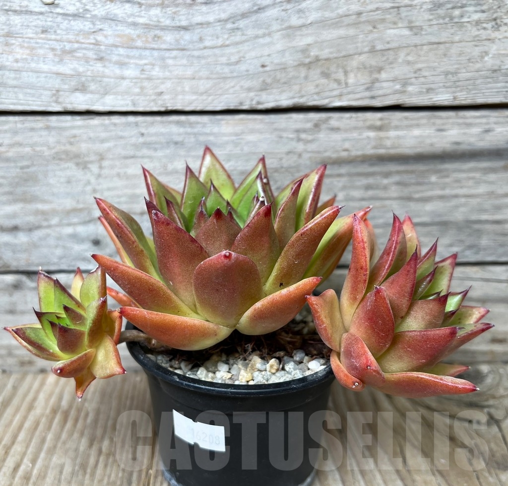 SHPR16208 Echeveria agavoides 'Lipstick' - immagine 2