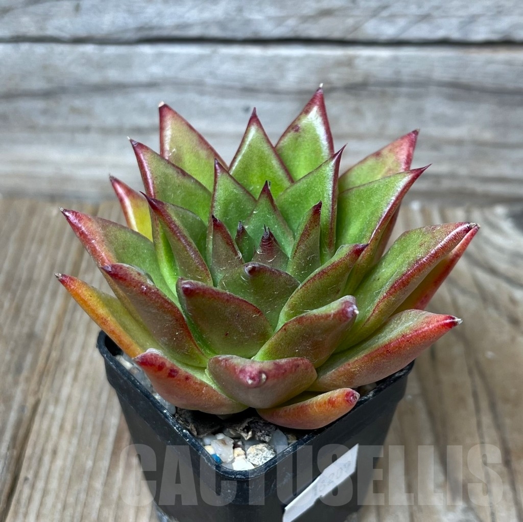 SHPR16209 Echeveria agavoides 'Lipstick'
