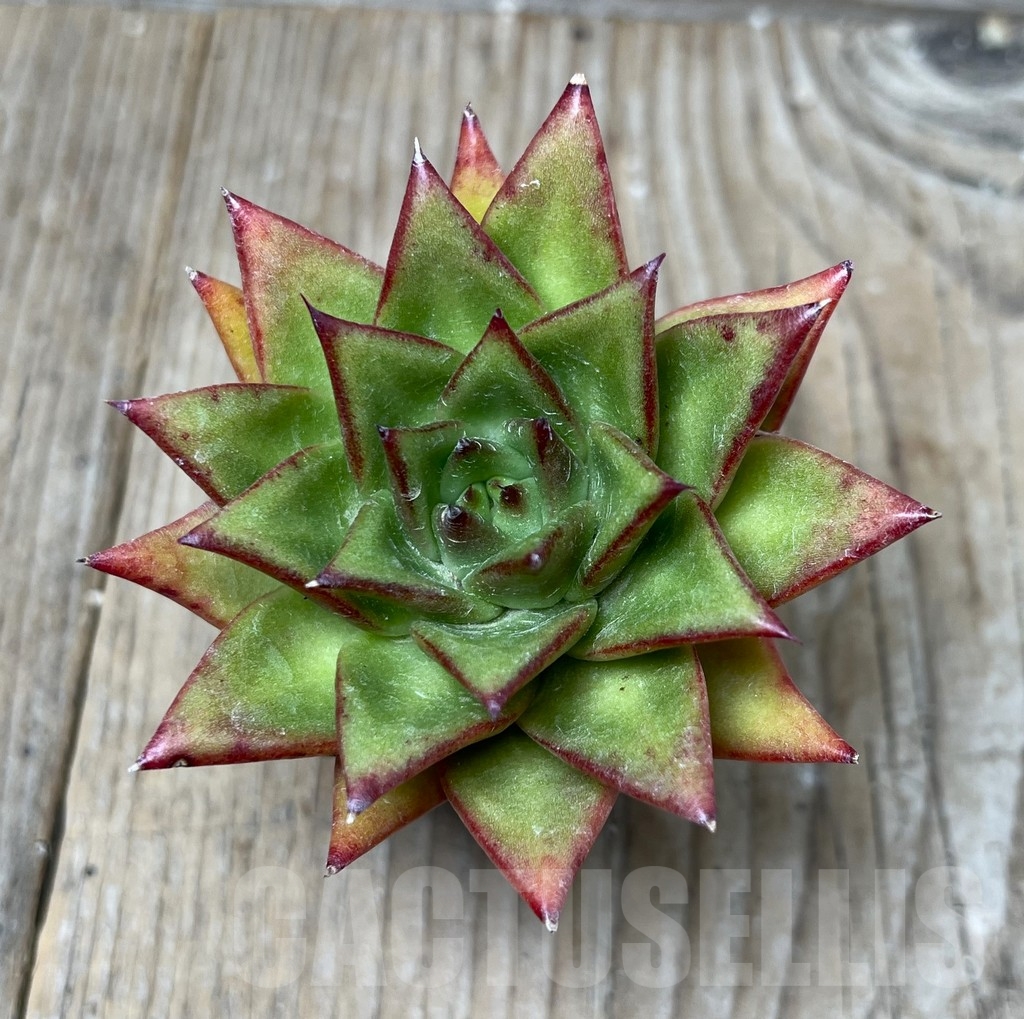 SHPR16209 Echeveria agavoides 'Lipstick' - immagine 2