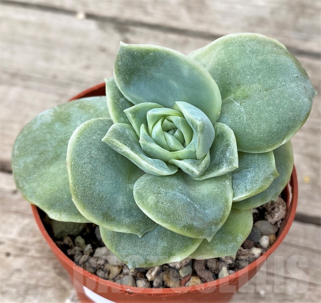 SHPR16228 Graptoveria 'Lovely Rose'