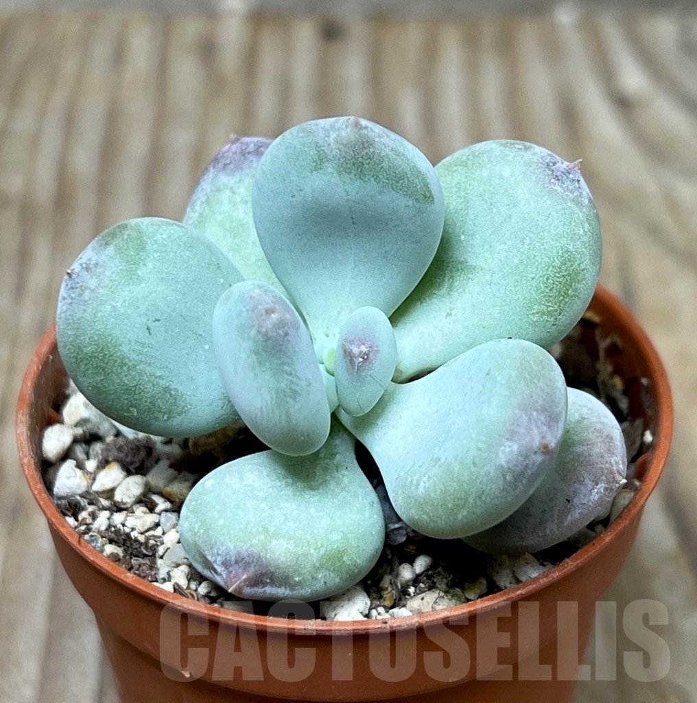 SHPR16211 Pachyphytum 'Dr. Cornelius'