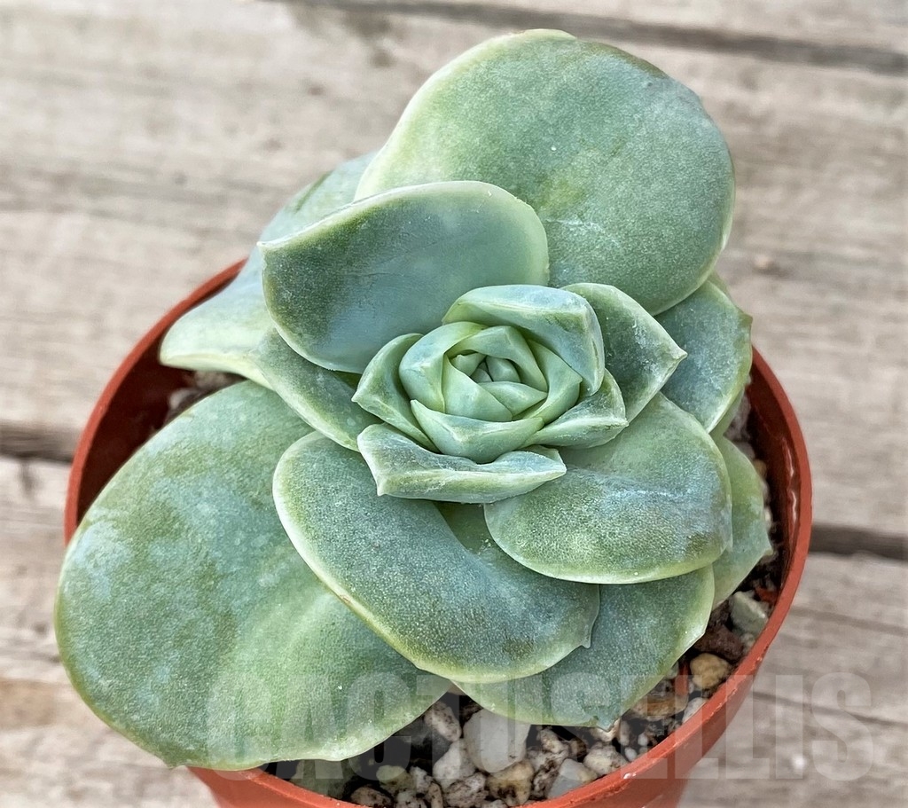 SHPR16228 Graptoveria 'Lovely Rose' - Image 2