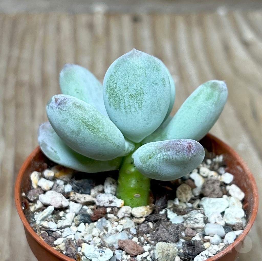 SHPR16211 Pachyphytum 'Dr. Cornelius' - immagine 2
