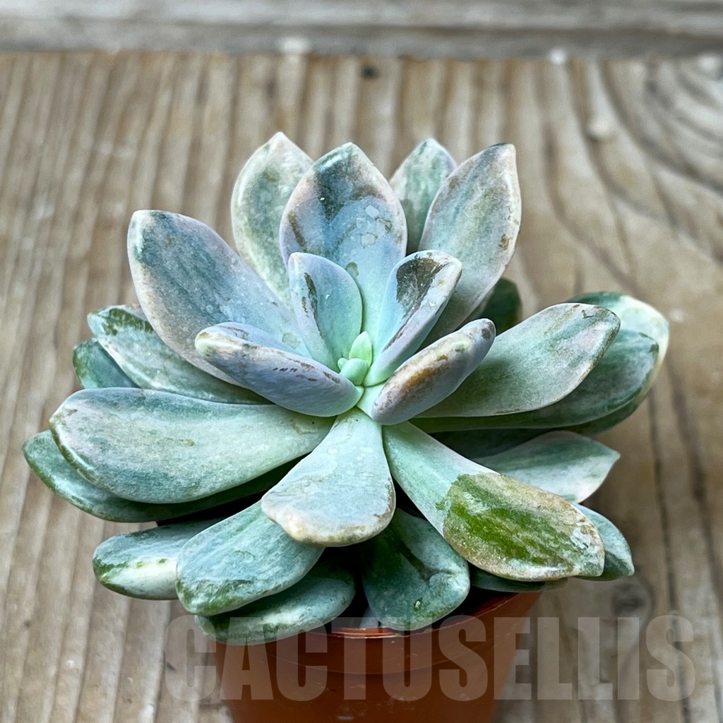 SHPR16212 Graptophytum 'Supreme Variegatum' - Image 2