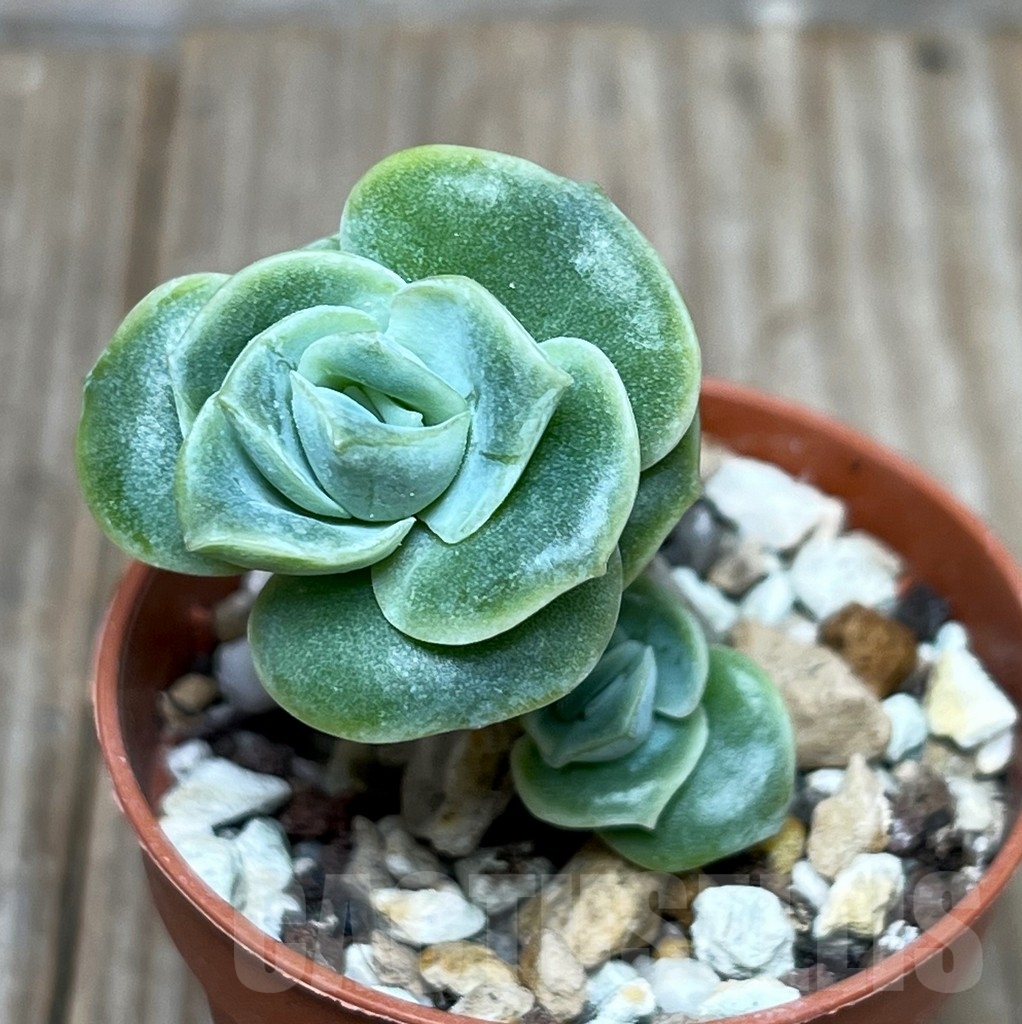 SHPR16214 Graptoveria 'Lovely Rose'