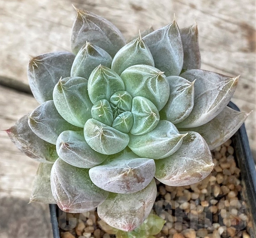SHPR16232 Echeveria tolimanensis hybrid - immagine 2