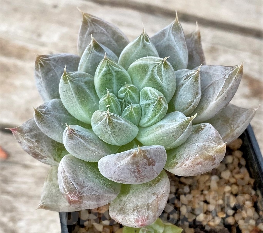 SHPR16232 Echeveria tolimanensis hybrid
