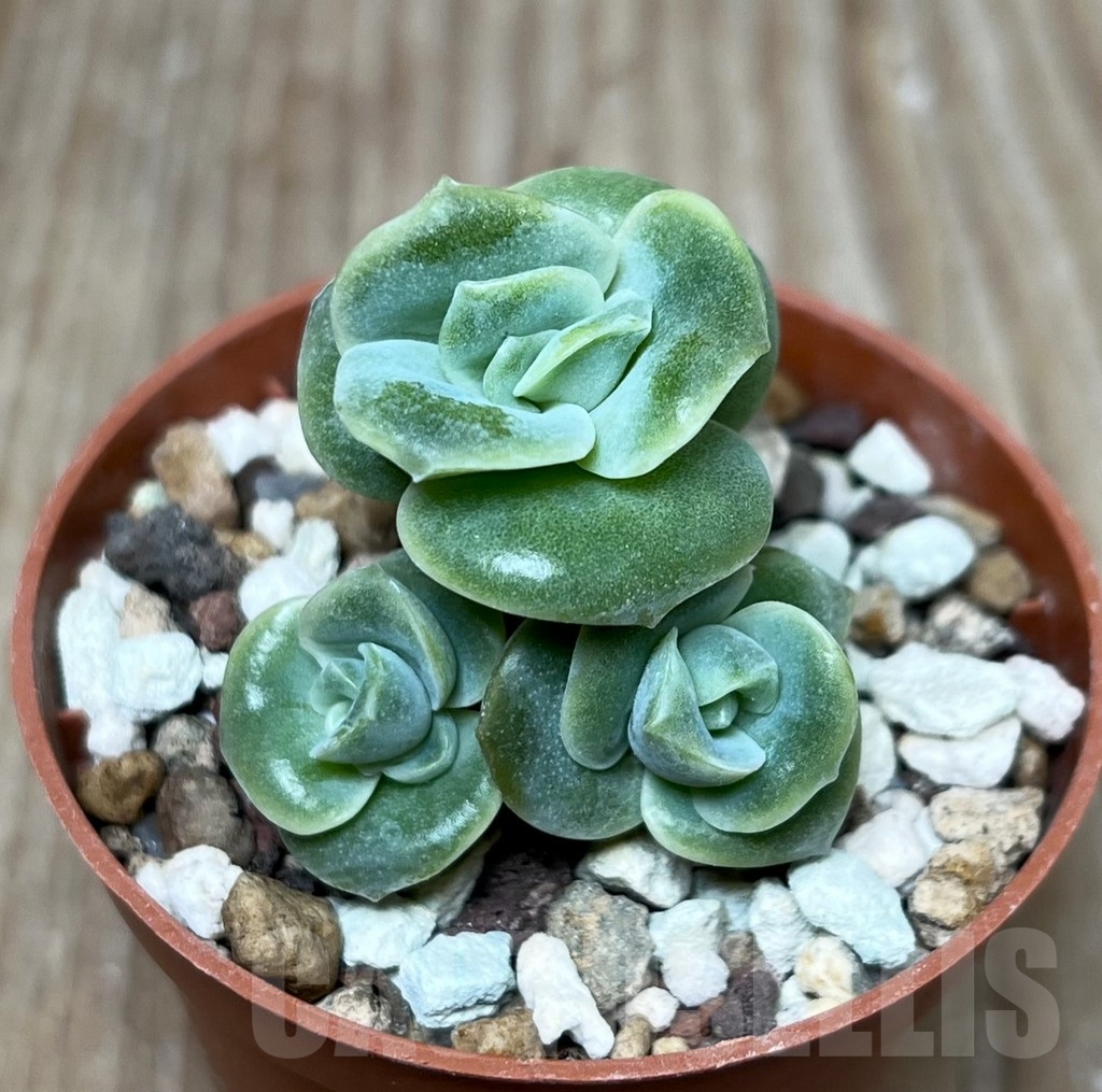 SHPR16215 Graptoveria 'Lovely Rose'