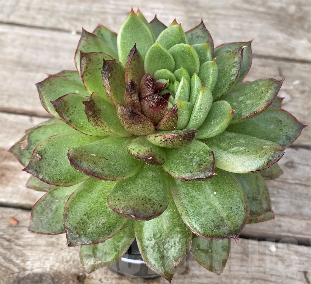 SHPR16233 Echeveria 'Black rose' - immagine 2