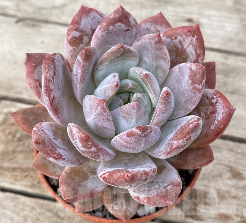 SHPR16236 Echeveria 'Snow Angel'