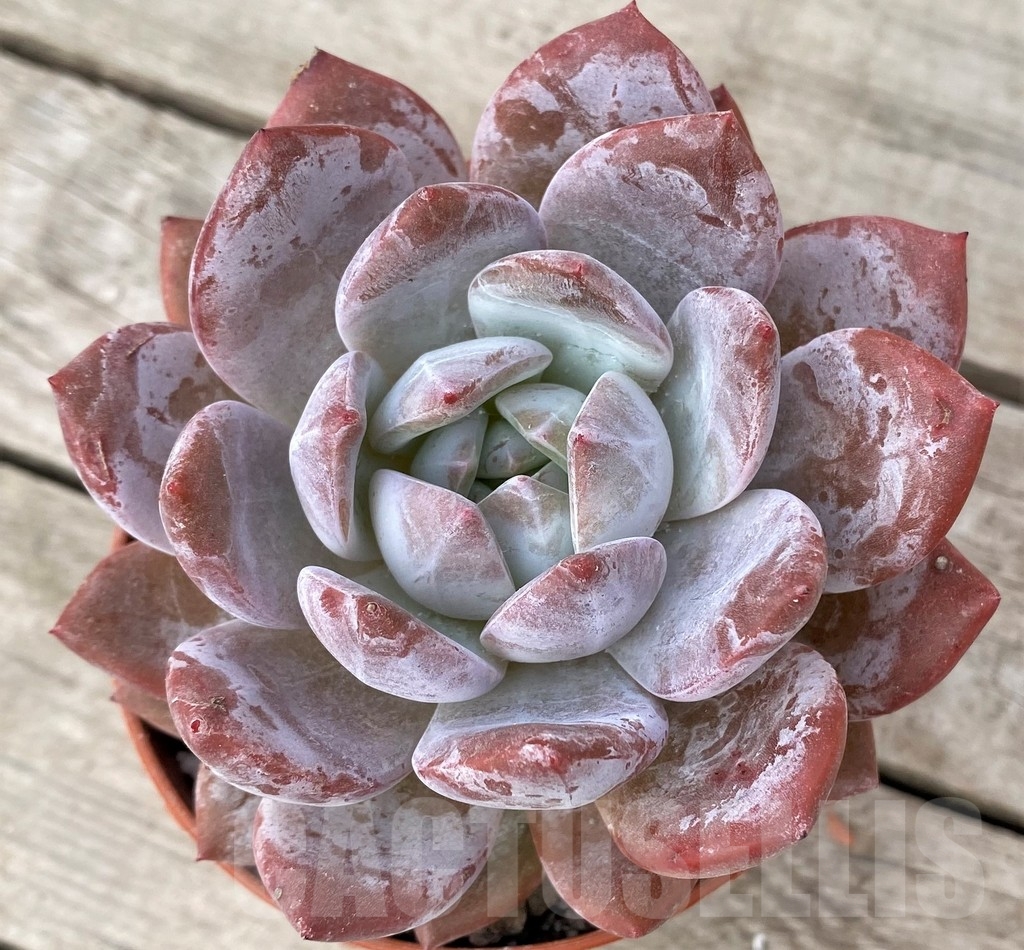 SHPR16236 Echeveria 'Snow Angel' - immagine 2