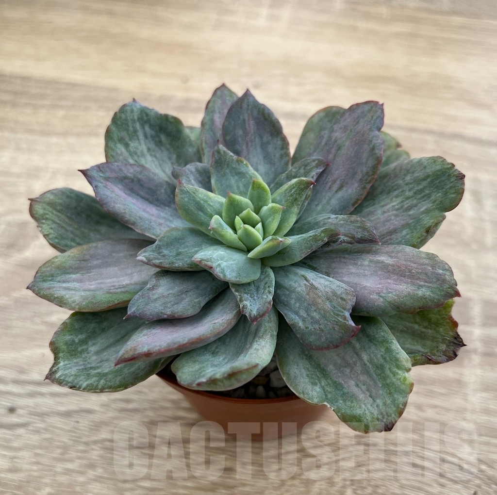 SHPR16222 Echeveria 'Lemon and Lime White Mutation' – Bild 2
