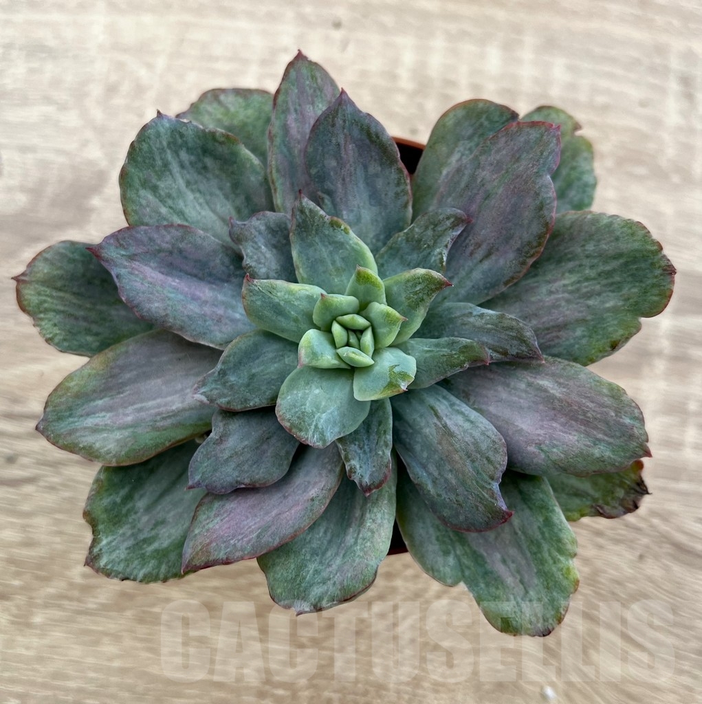 SHPR16222 Echeveria 'Lemon and Lime White Mutation'