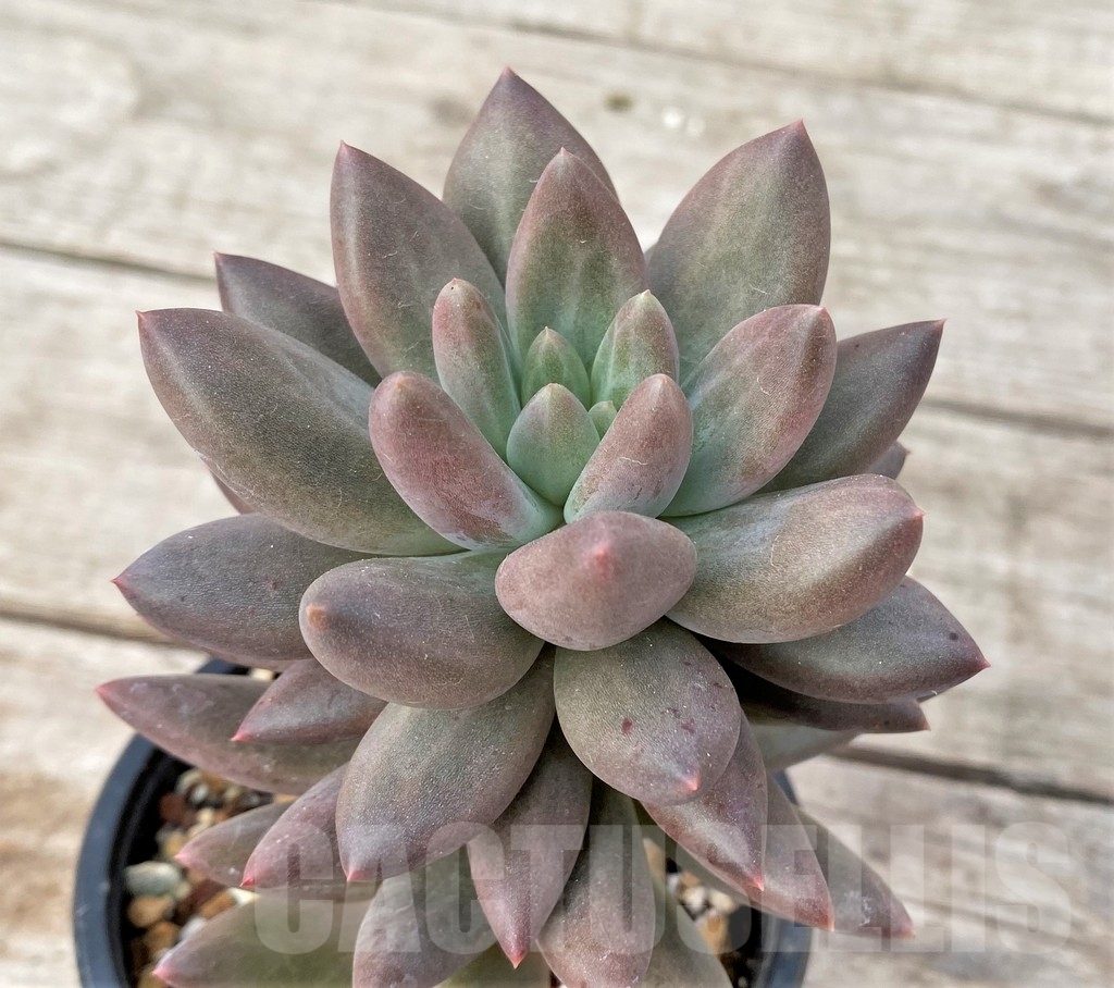 SHPR16239 Pachyphytum 'Red Dragon' - Image 2