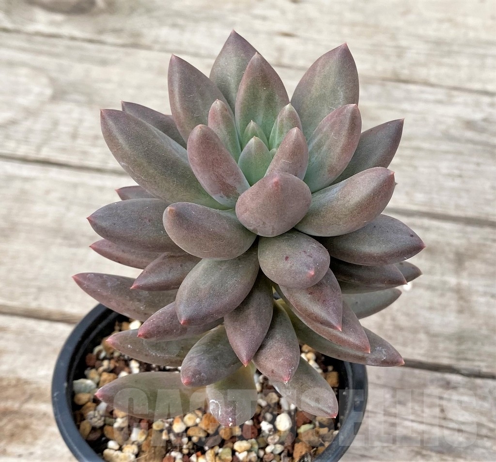 SHPR16239 Pachyphytum 'Red Dragon' - Image 3